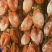 柿饼1~2两