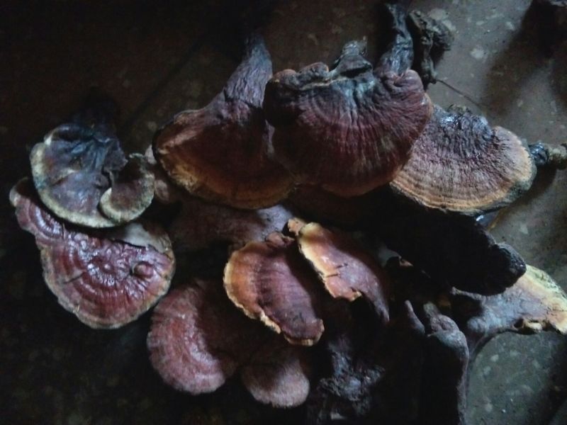 灵芝野生灵芝
