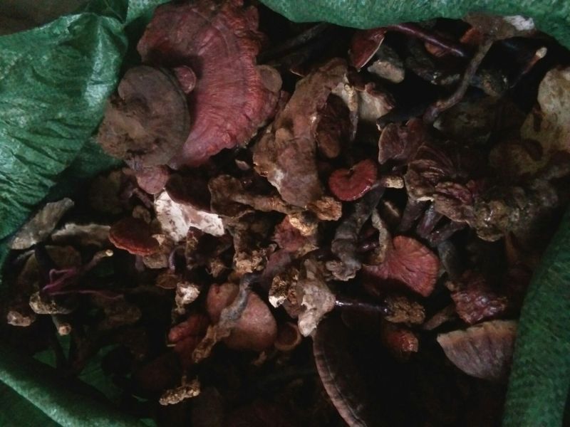 灵芝野生灵芝