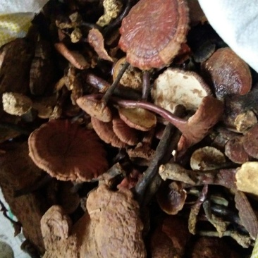 灵芝野生灵芝