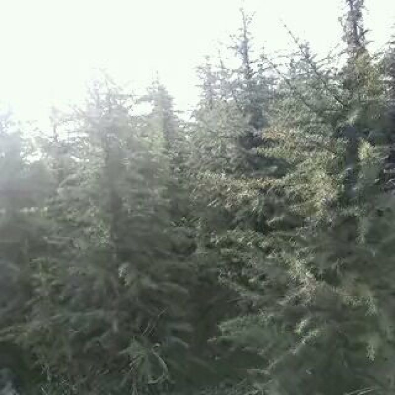 雪松2cm以下