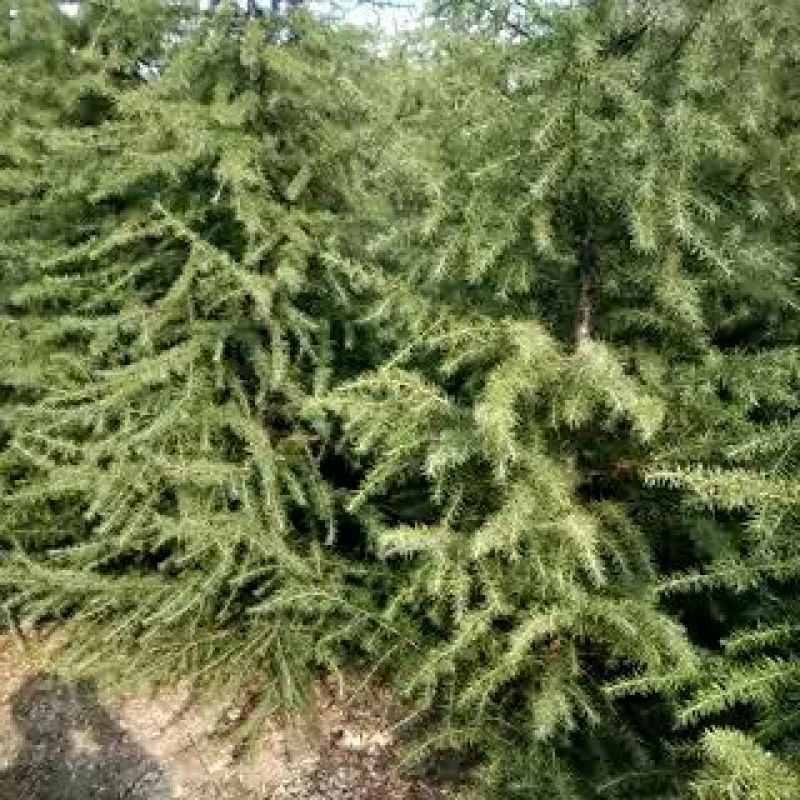 雪松2cm以下