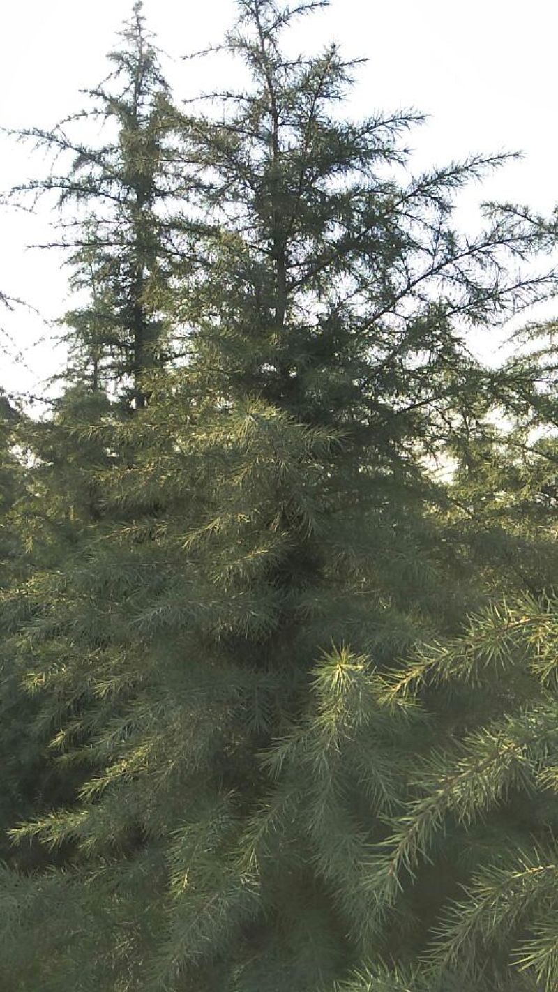 雪松2cm以下