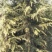 雪松2cm以下