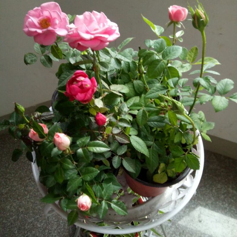 欧洲月季10~20cm