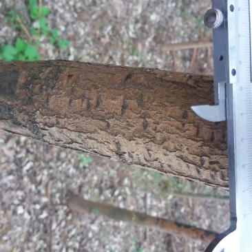 国槐6~8cm4~6cm1~2米