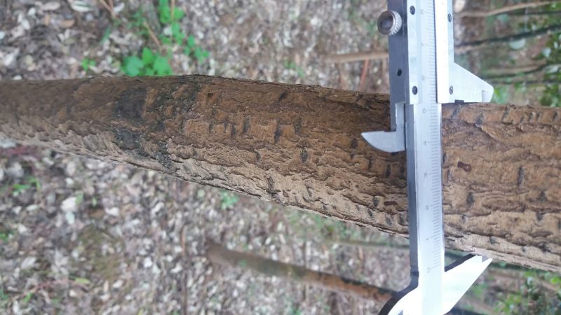 国槐6~8cm4~6cm1~2米
