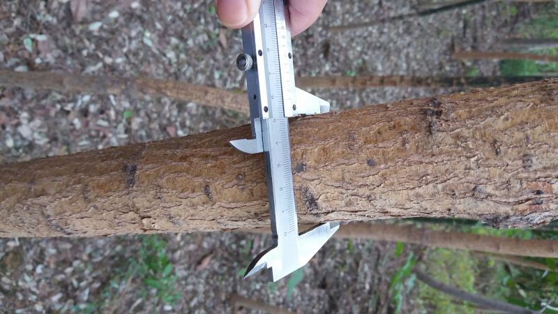 国槐6~8cm4~6cm1~2米