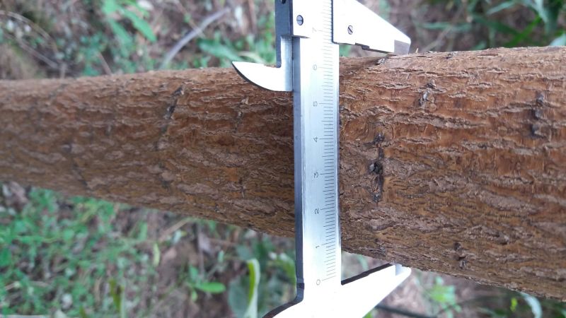 国槐6~8cm4~6cm1~2米