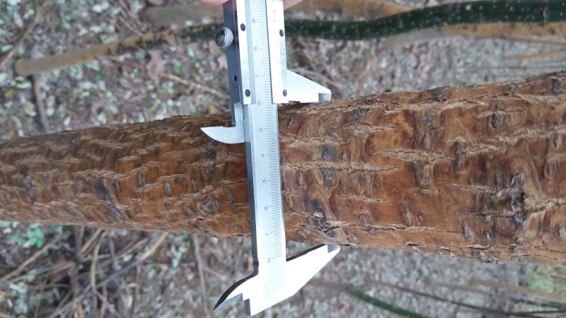 国槐6~8cm4~6cm1~2米
