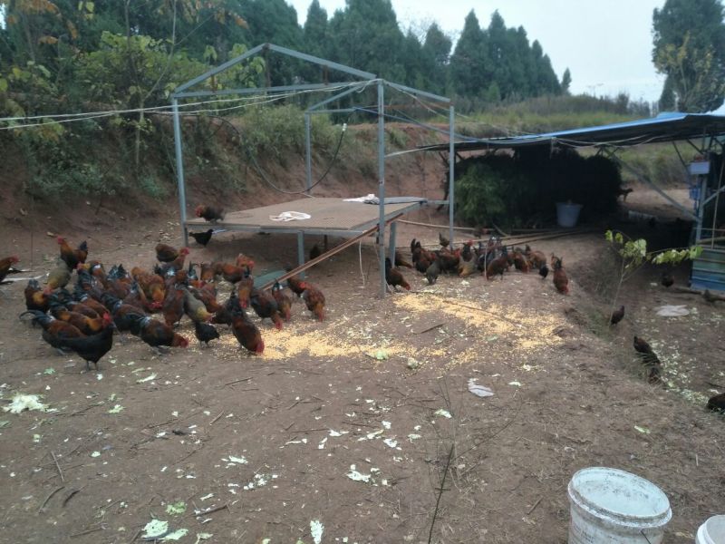 血毛土鸡6月以下