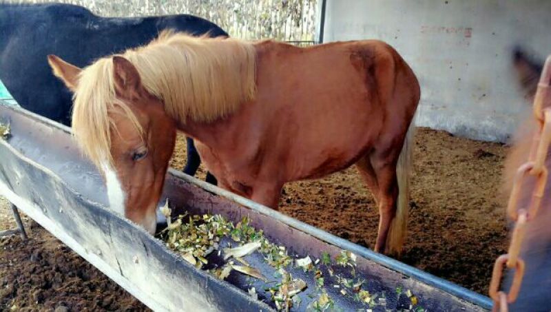 矮马100~200kg