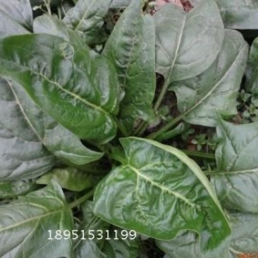 菠菜35~40厘米