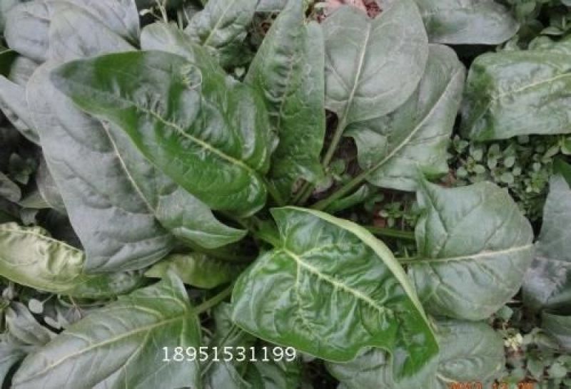 菠菜35~40厘米
