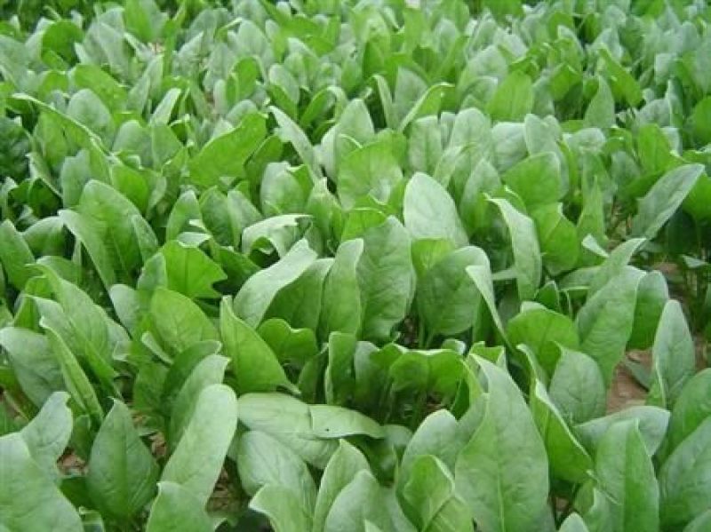 菠菜35~40厘米