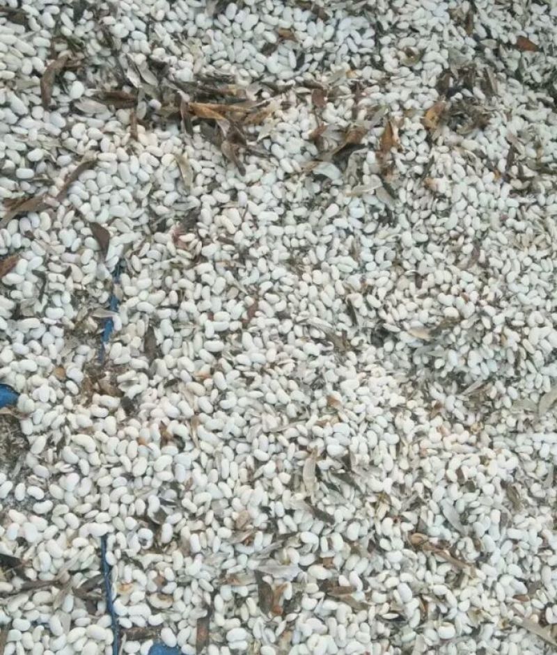 白腰豆15cm以上