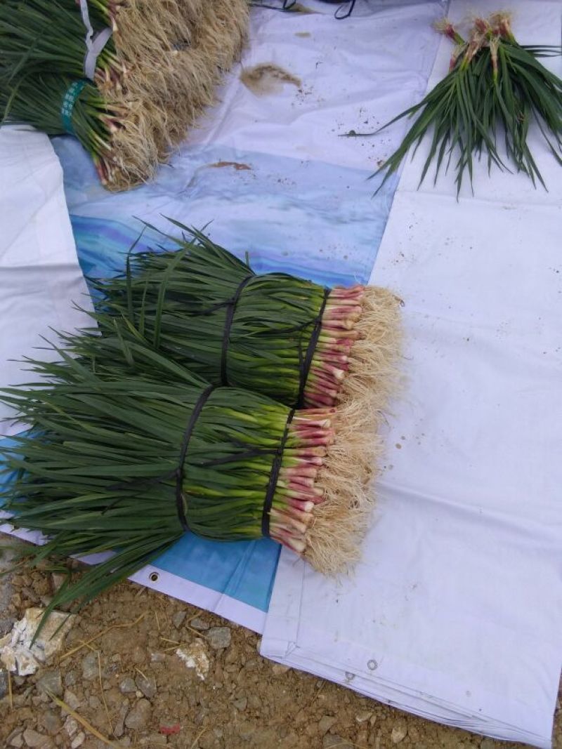 蒜苗50~60cm，大量上市，本地货需要的请联系