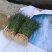 蒜苗50~60cm，大量上市，本地货需要的请联系
