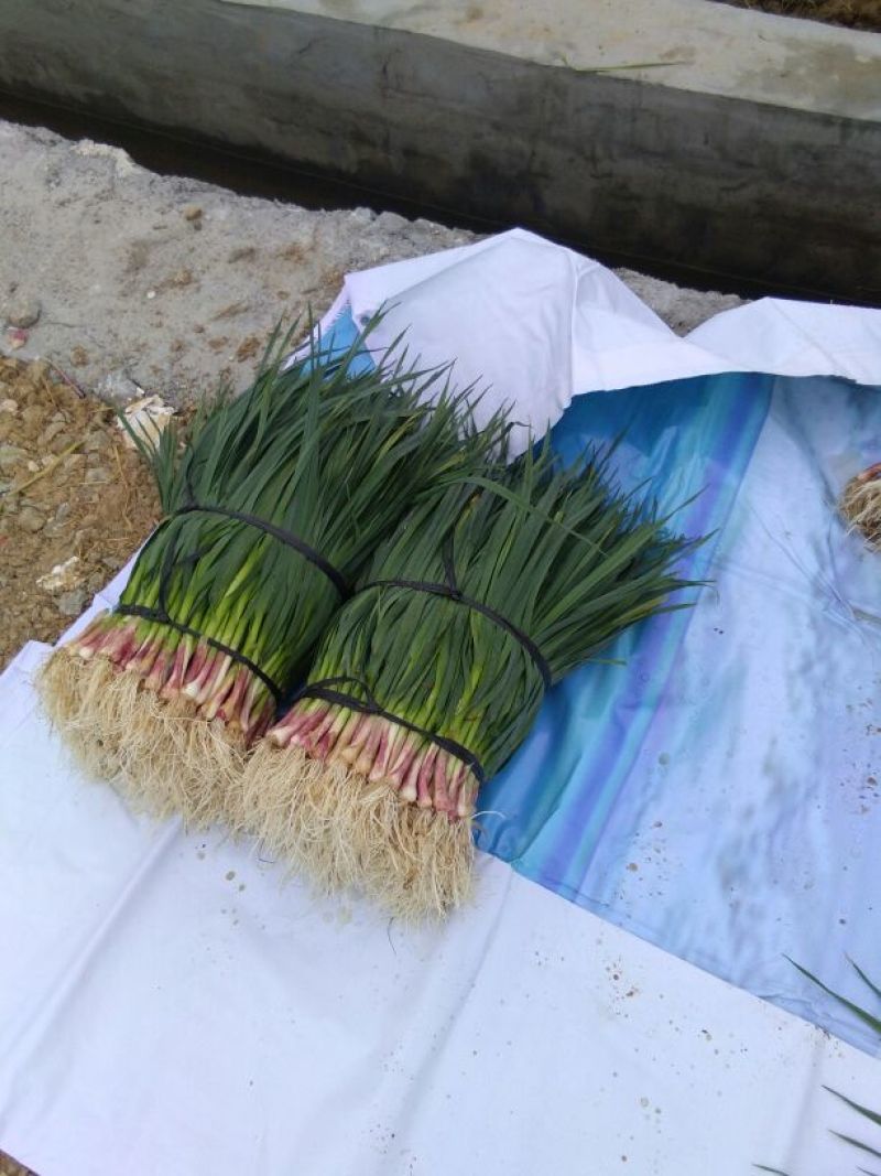 蒜苗50~60cm，大量上市，本地货需要的请联系
