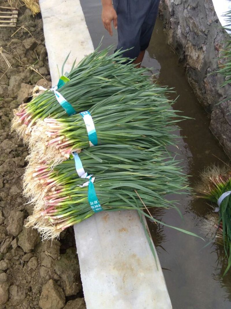 蒜苗50~60cm，大量上市，本地货需要的请联系