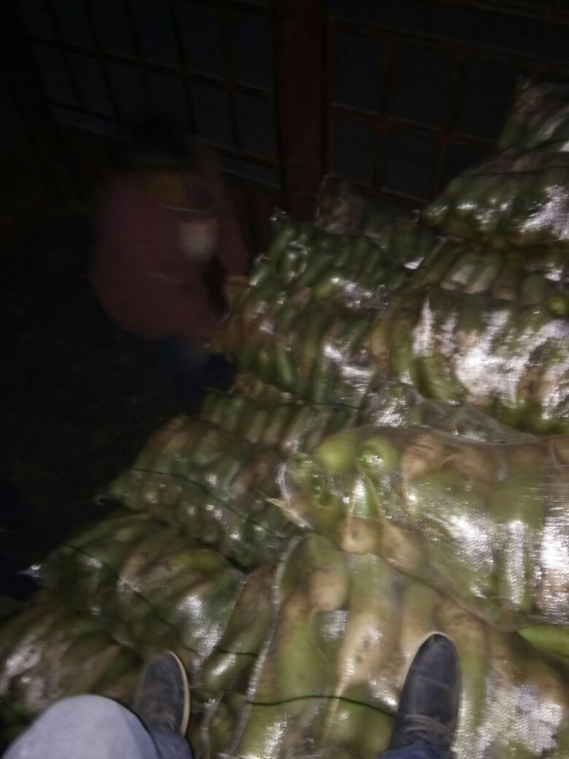 露头青萝卜1~1.5斤起