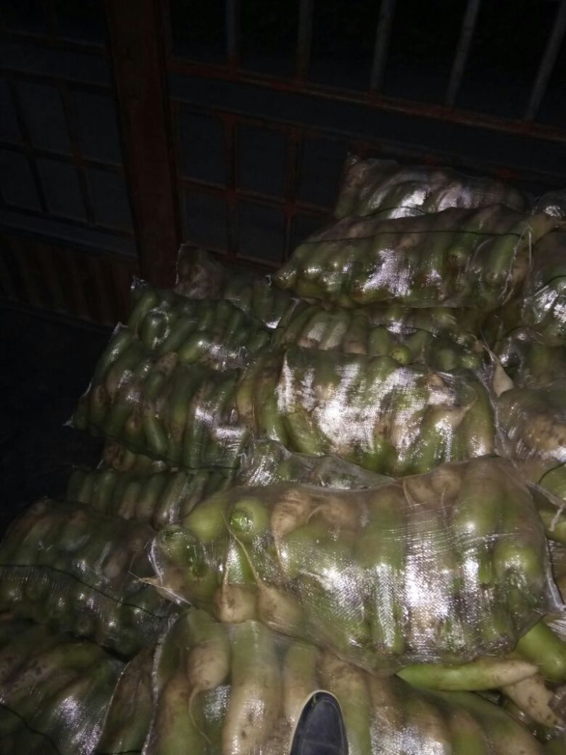 露头青萝卜1~1.5斤起