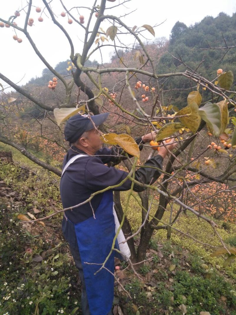 柿饼1~2两