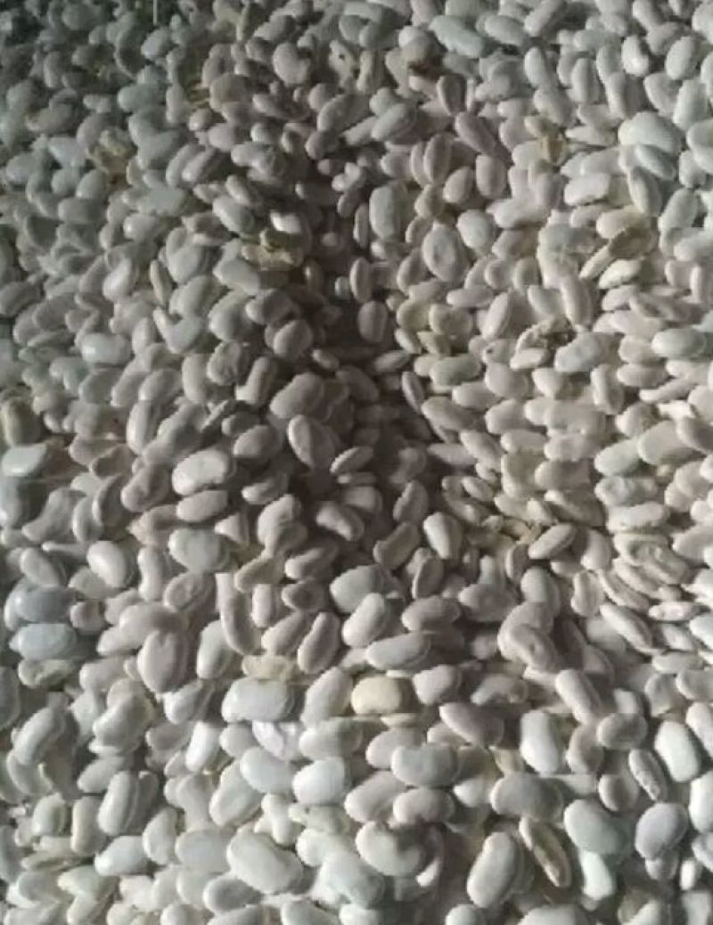 西班牙白豆