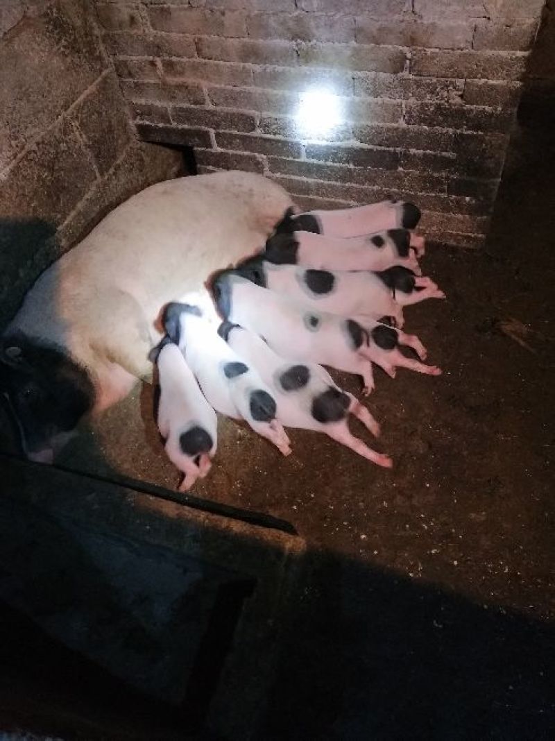 巴马香猪母