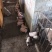 巴马香猪母