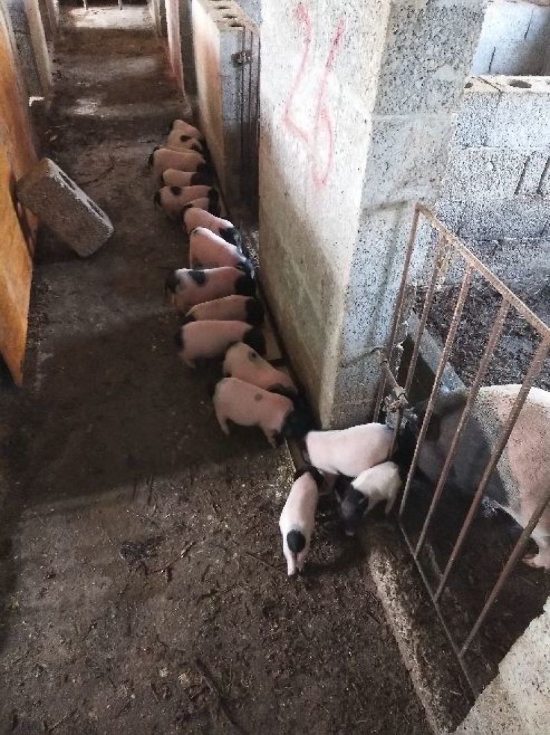 巴马香猪母