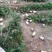 巴马香猪母