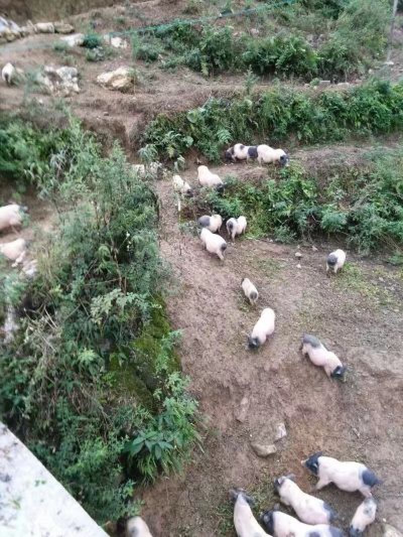 巴马香猪母