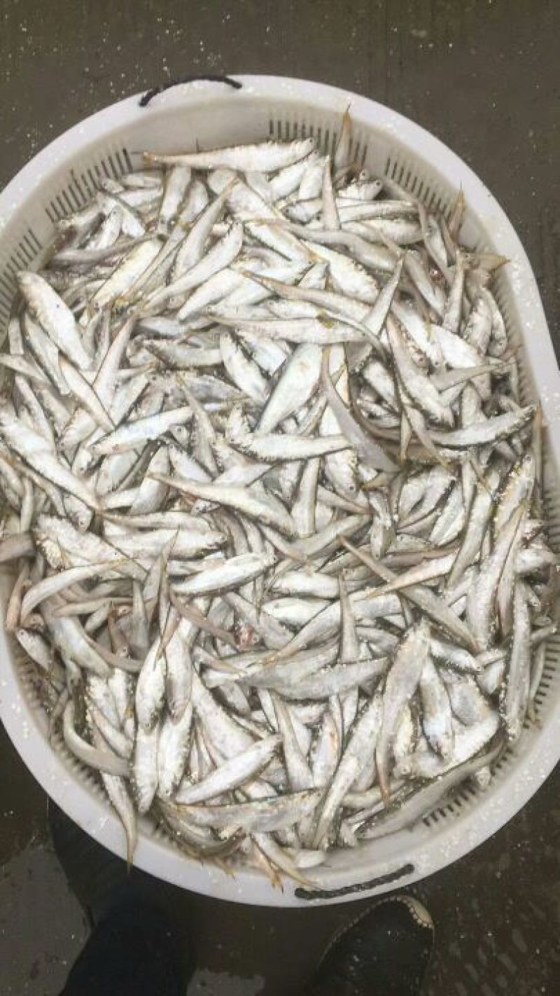 毛刀鱼食用冰鲜鱼
