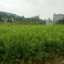 毛桃树苗30~40cm