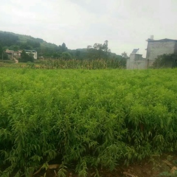 毛桃树苗30~40cm