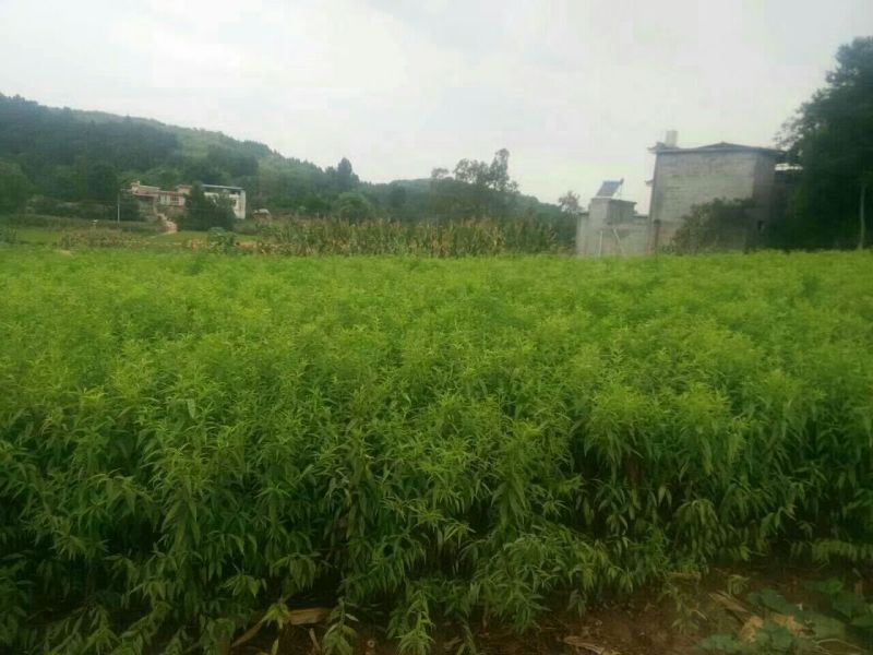 毛桃树苗30~40cm