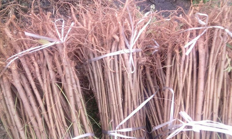 毛桃树苗30~40cm