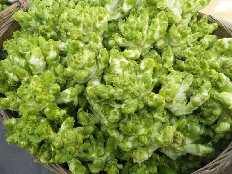 儿菜5两以上，现在开始上市了