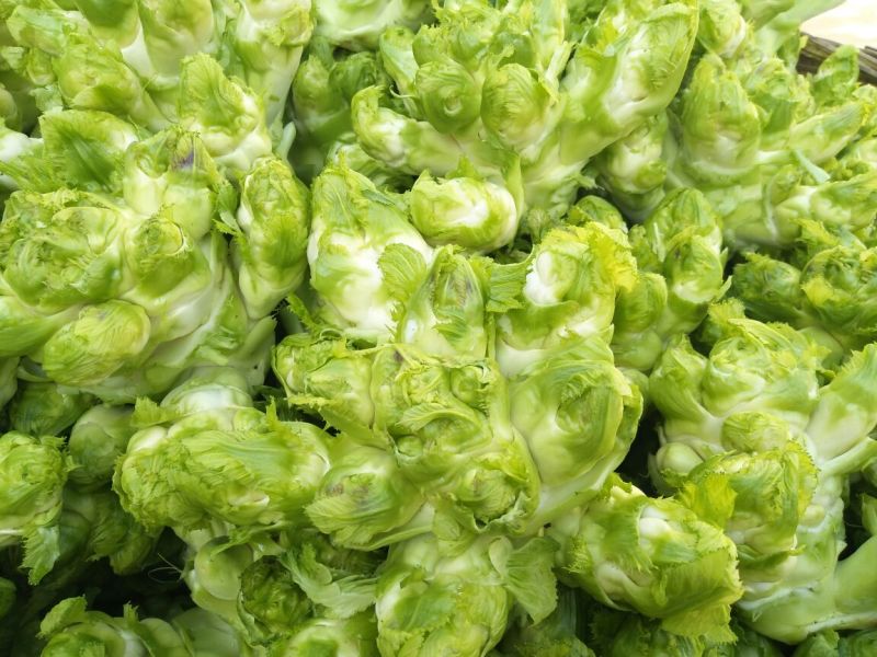 儿菜5两以上，现在开始上市了