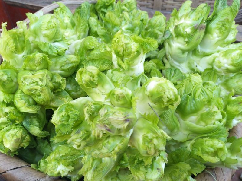 儿菜5两以上，现在开始上市了