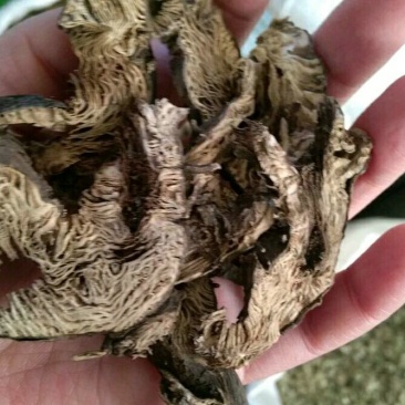 升麻各种中药材批发质量保证