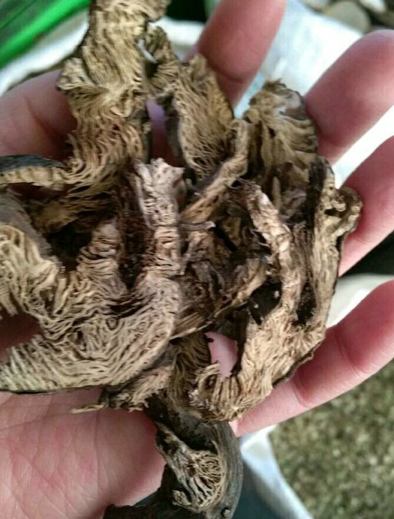 升麻各种中药材批发质量保证