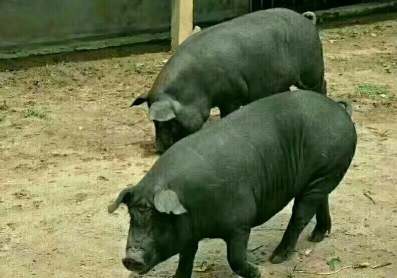 黑猪肉生肉真空包装顺丰包邮