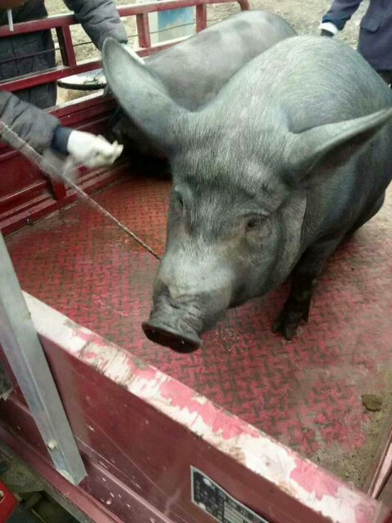 黑猪肉生肉真空包装顺丰包邮
