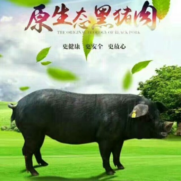黑猪肉生肉真空包装顺丰包邮