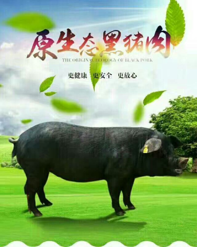 黑猪肉生肉真空包装顺丰包邮