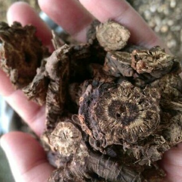 羌活羌活各种中药材批发质量保证