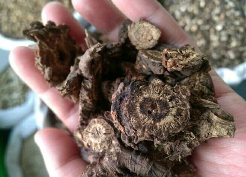 羌活羌活各种中药材批发质量保证