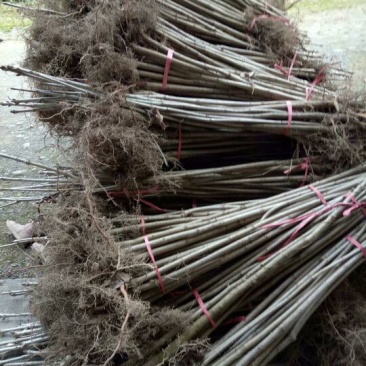 七叶树50~100cm50~100cm